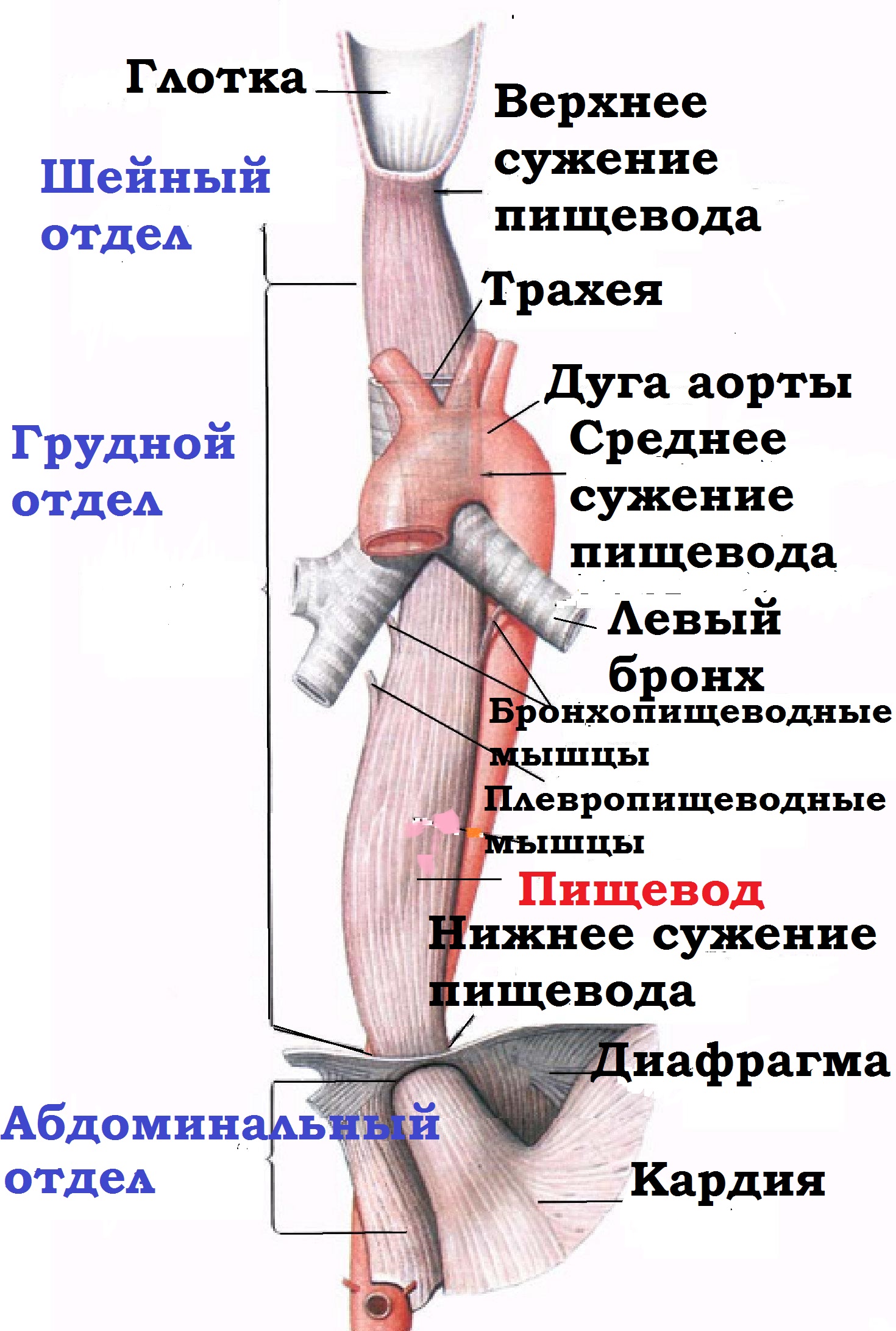 анатомия пищевода